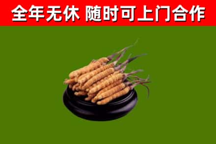 景谷回收冬虫夏草